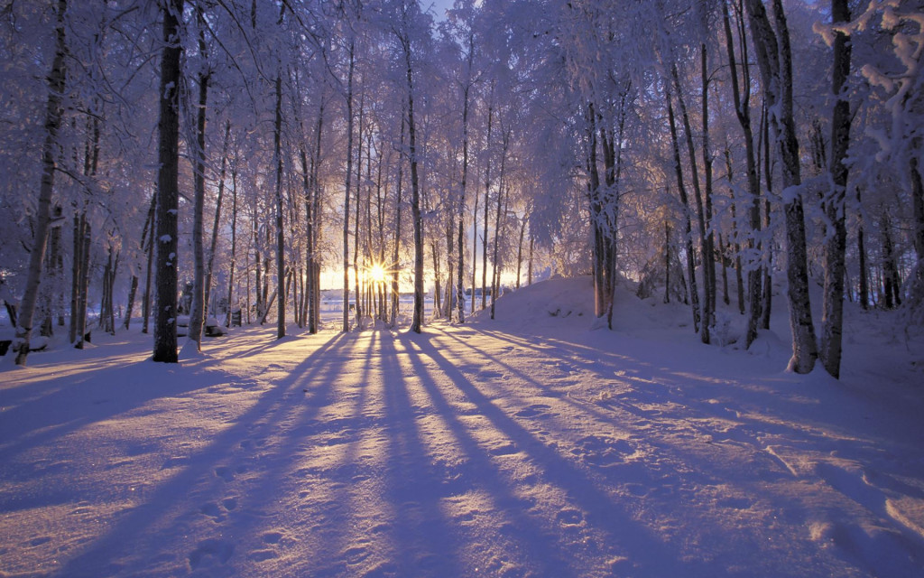 зимний лес