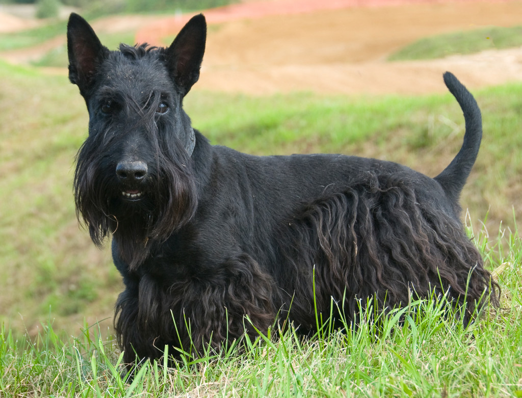 scottish_terrier