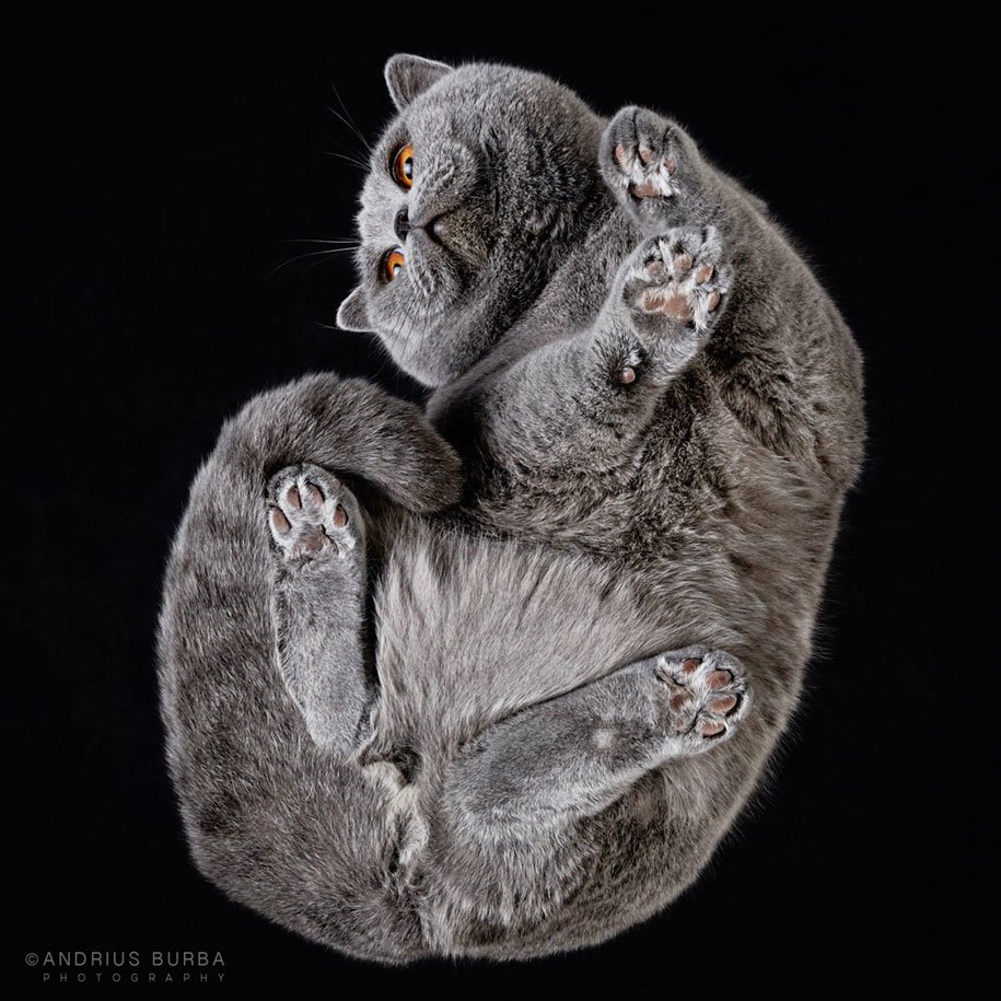 котяра