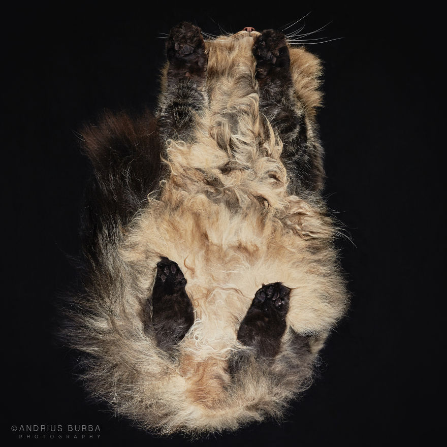 Under-Cats