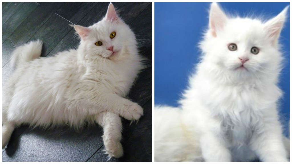 котенок мейн-кун