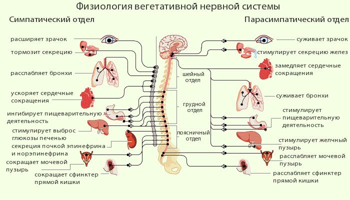вегетативная нервная система