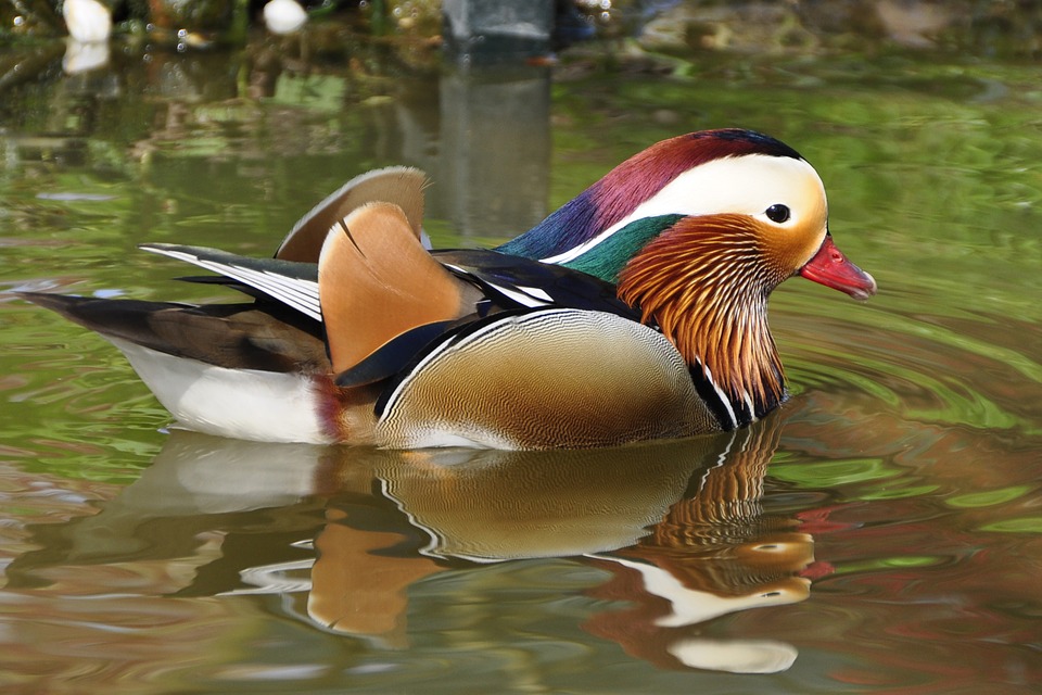 duck