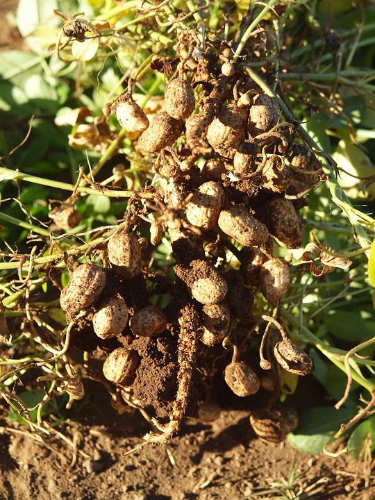 peanuts